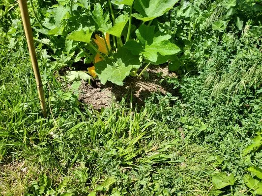 Carter's Lawn Care Logo