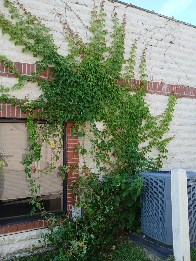 Trusted residential landscaping in Swainsboro, GA - Carter's Services