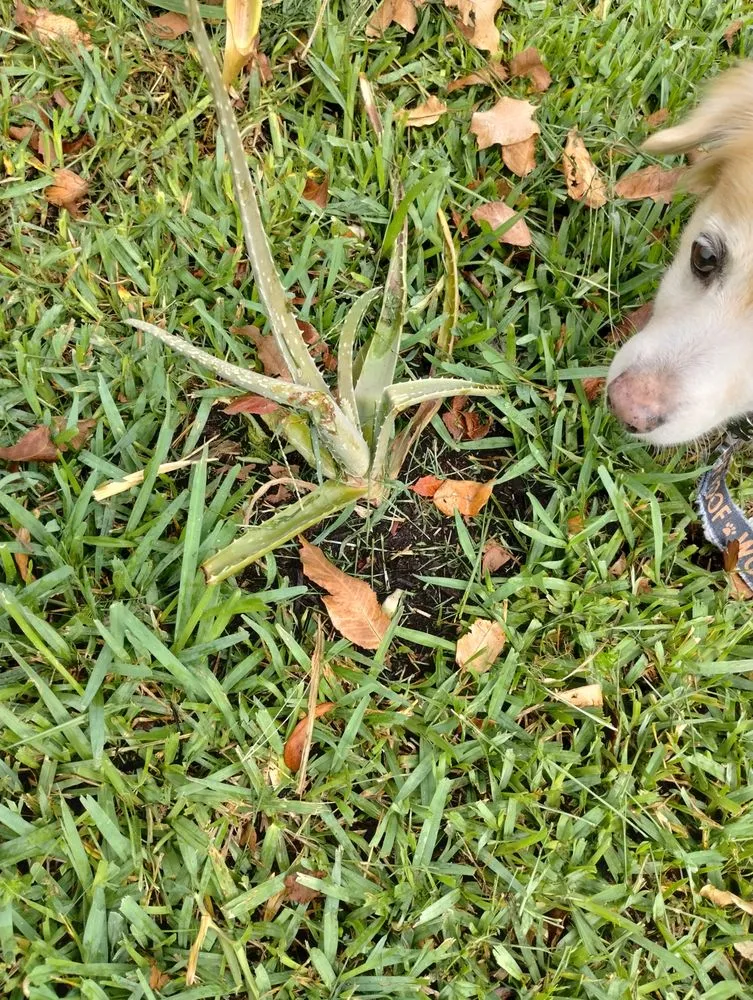 Trusted yard cleanup service in Coconut Creek, FL - Carvalho’s Landscaping