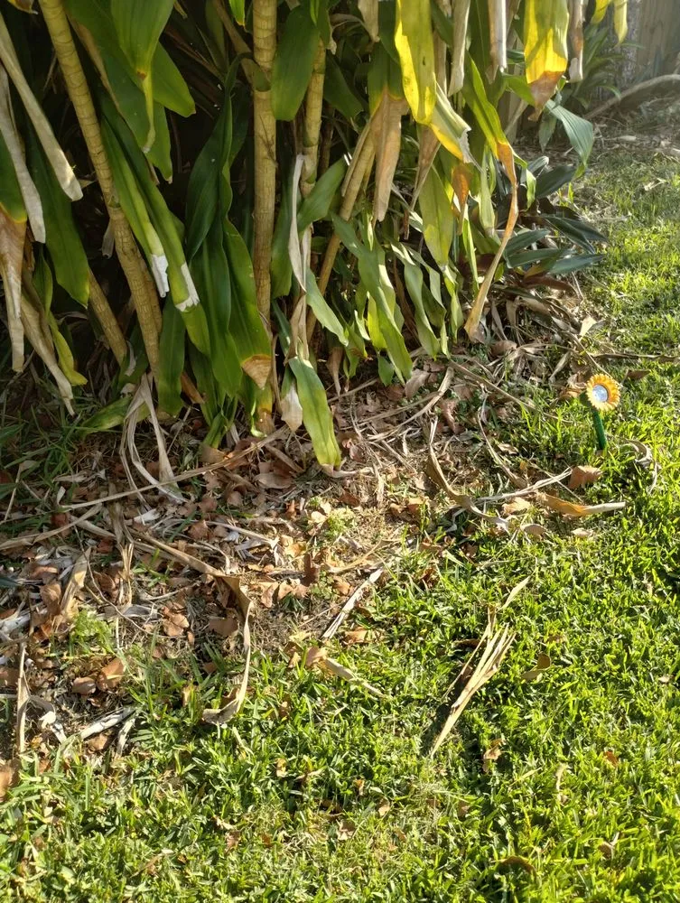 Professional landscape design experts serving Coconut Creek, FL - Carvalho’s Landscaping