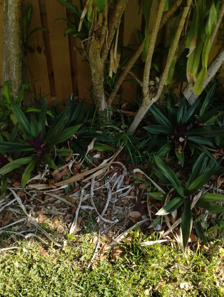 Affordable residential landscaping experts serving Coconut Creek, FL - Carvalho’s Landscaping