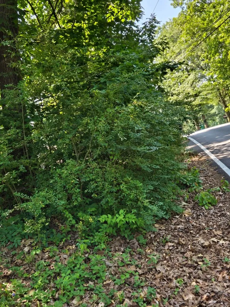 Affordable outdoor landscaping for outdoor upgrades in Chattanooga, TN by Carvers Helping Hands