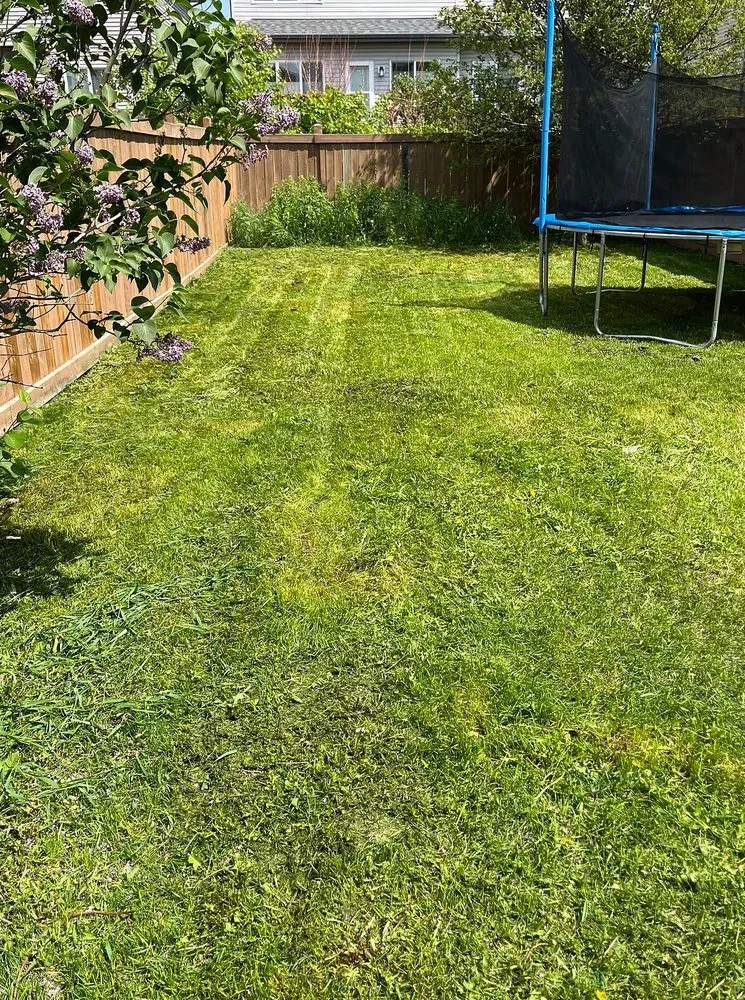 Local yard cleanup service for year-round maintenance in Richmond, VA by Carytown Lawn Services