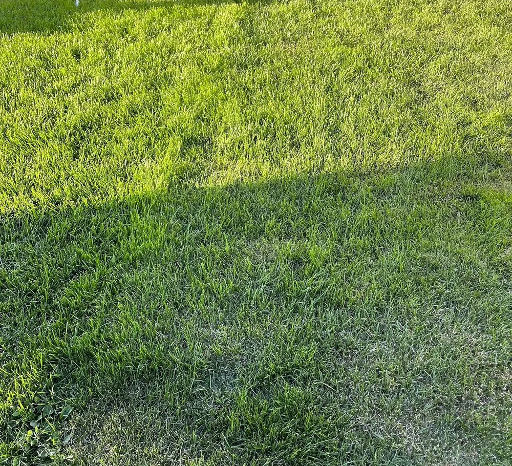 Local residential landscaping for outdoor upgrades across Richmond, VA - Carytown Lawn Services