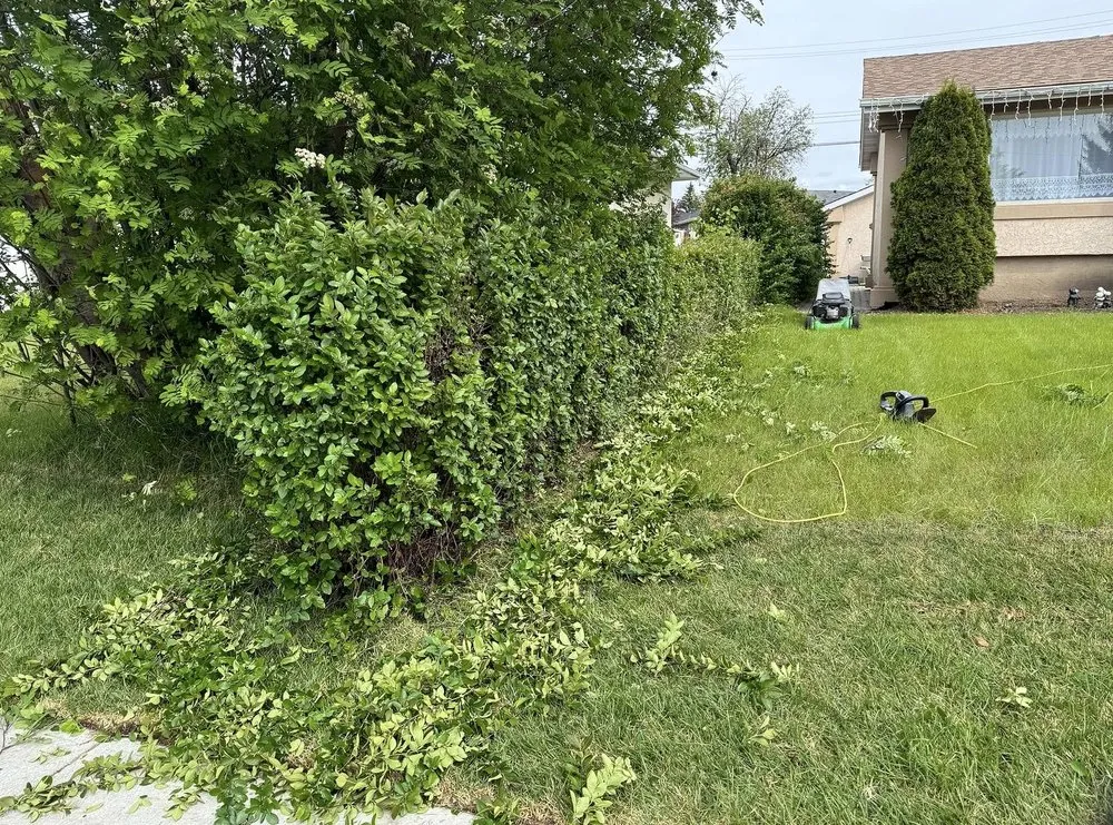 Local yard maintenance in Richmond, VA - Carytown Lawn Services