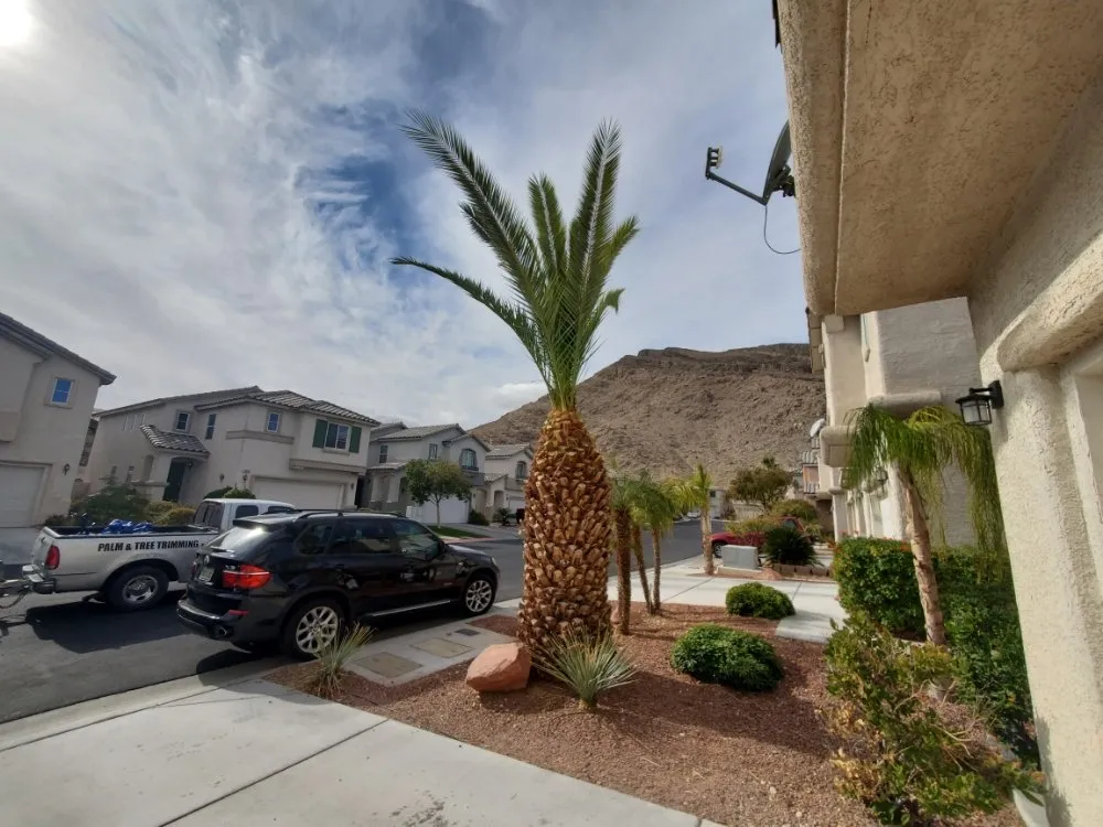 Affordable lawn care service in North Las Vegas, NV by Casa Bonita Housekeeping and Landscaping