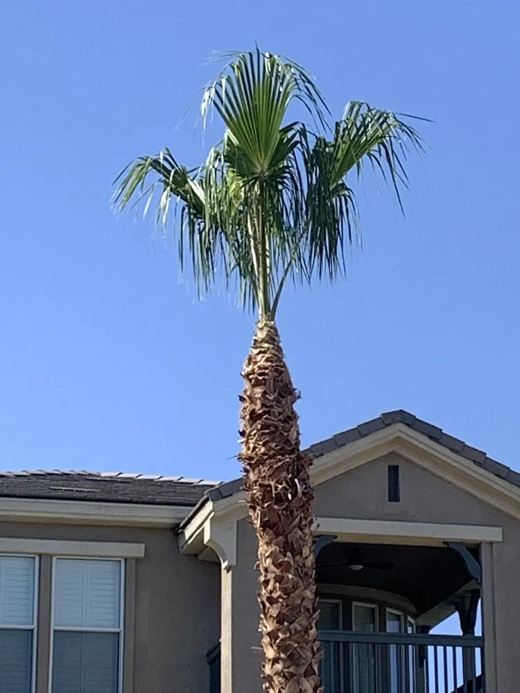 Affordable garden landscaping in North Las Vegas, NV by Casa Bonita Housekeeping and Landscaping