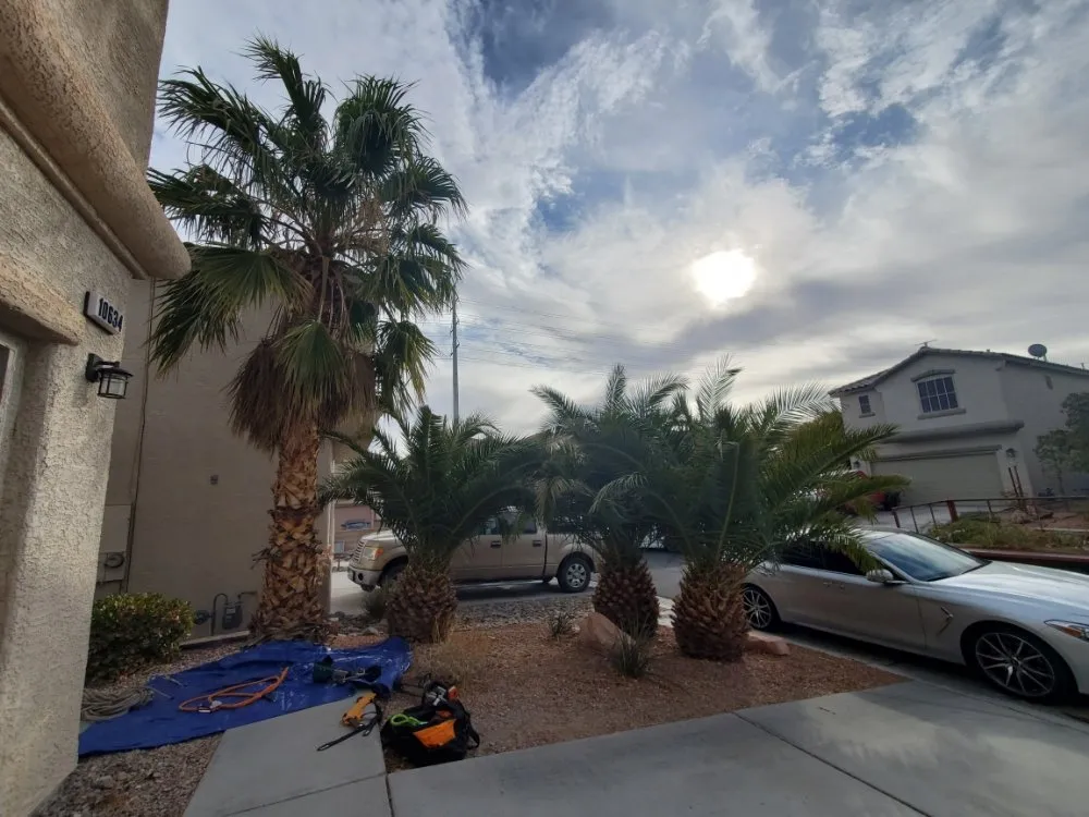 Reliable outdoor landscaping for year-round maintenance in North Las Vegas, NV by Casa Bonita Housekeeping and Landscaping