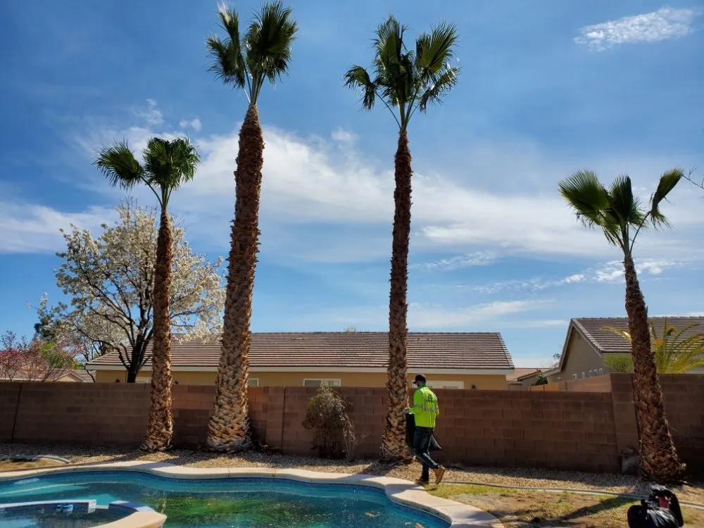Expert yard maintenance in North Las Vegas, NV by Casa Bonita Housekeeping and Landscaping