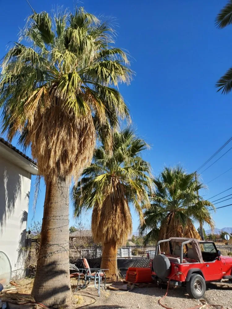 Affordable garden landscaping in North Las Vegas, NV by Casa Bonita Housekeeping and Landscaping