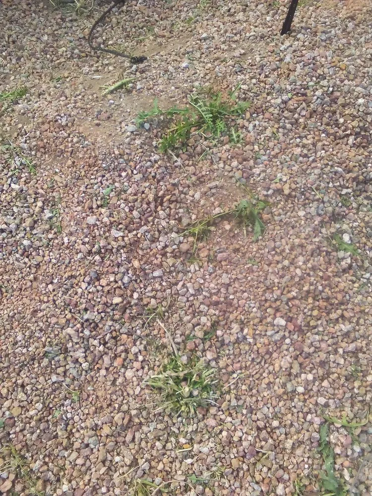 Top-rated lawn mowing service in Tucson, AZ by Casa de la M landscaping