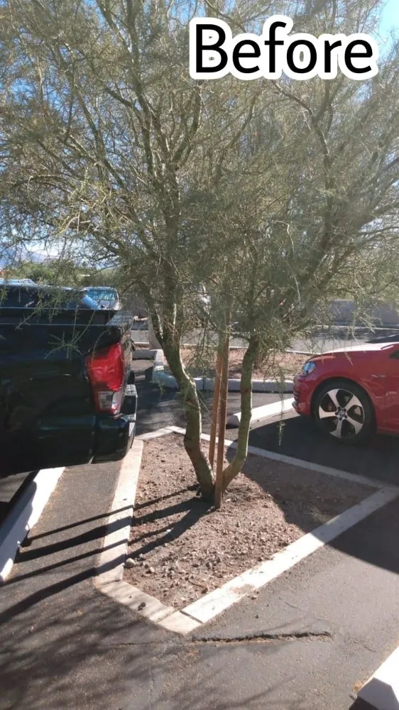 Local lawn care service near you in Tucson, AZ by Casa de la M landscaping