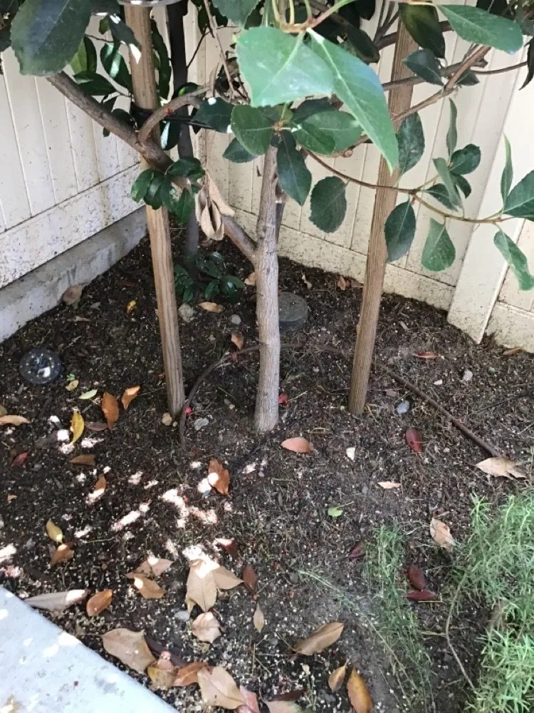 Local landscape design in Compton, CA by Casa Grande Landscaping