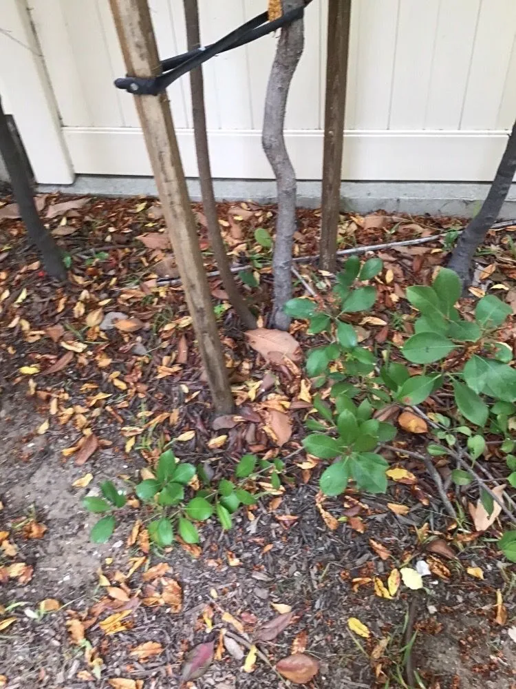 Affordable lawn care service experts serving Compton, CA - Casa Grande Landscaping