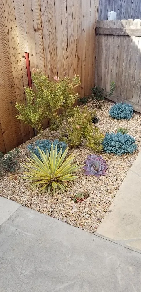 Top-rated landscape design in Santa Barbara, CA - Casa Landscape Maintenance