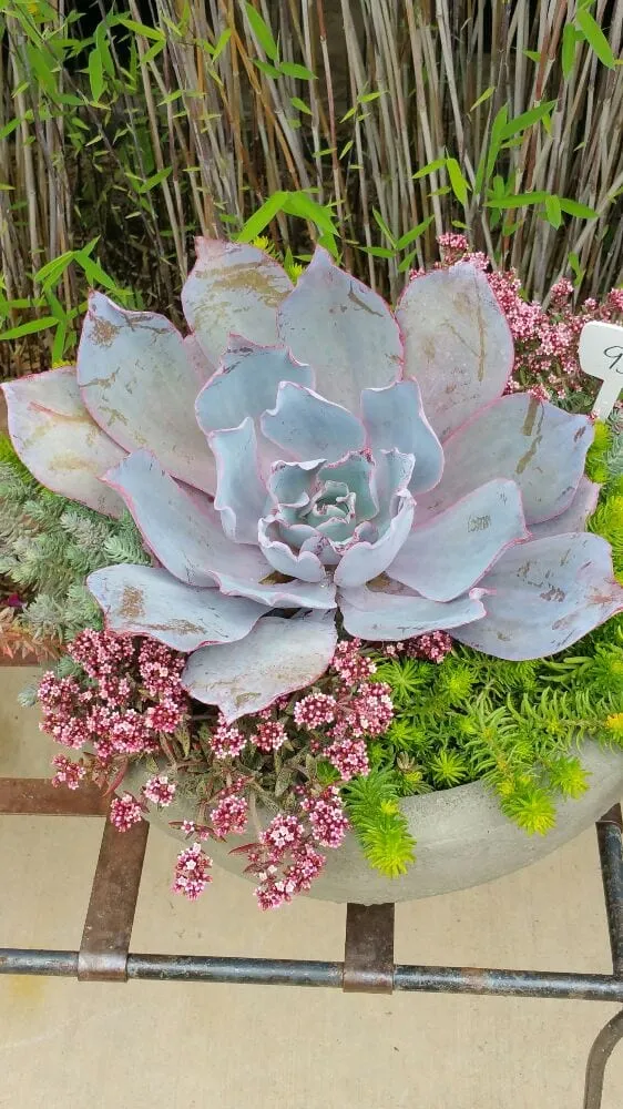 Reliable yard cleanup service experts serving Santa Barbara, CA - Casa Landscape Maintenance