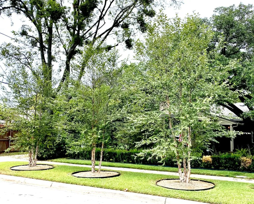 Trusted lawn care service in Dallas, TX - Casa Outdoor Design