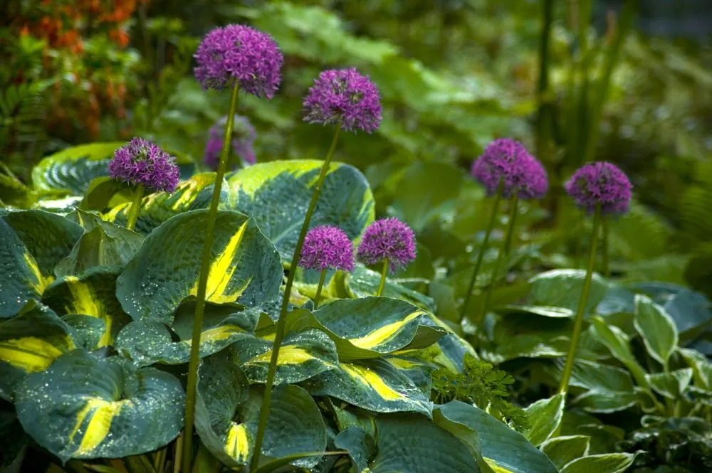 Trusted garden landscaping for outdoor upgrades across Dallas, TX - Casa Outdoor Design