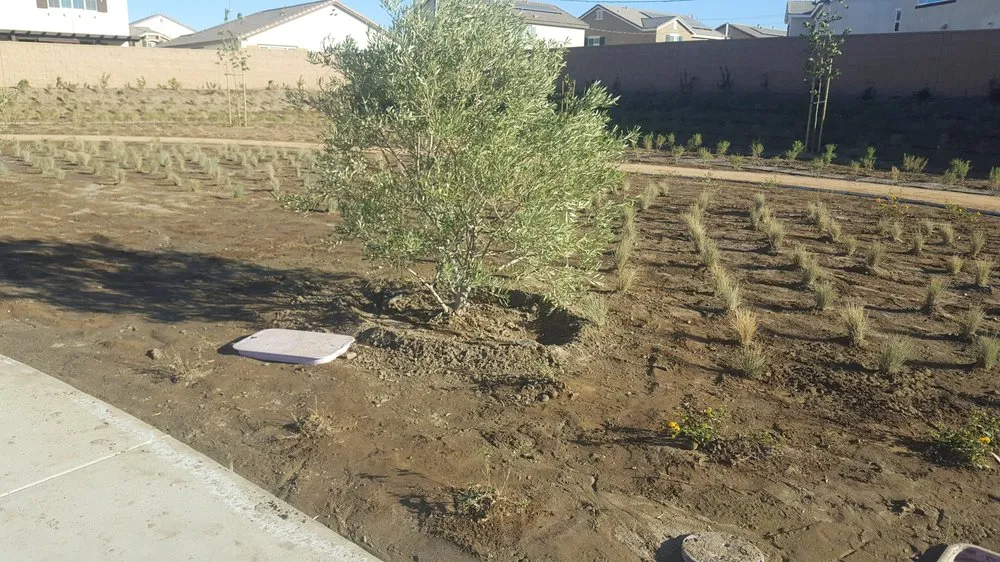 Local lawn care service in Pomona, CA by Casa Verde Landscape