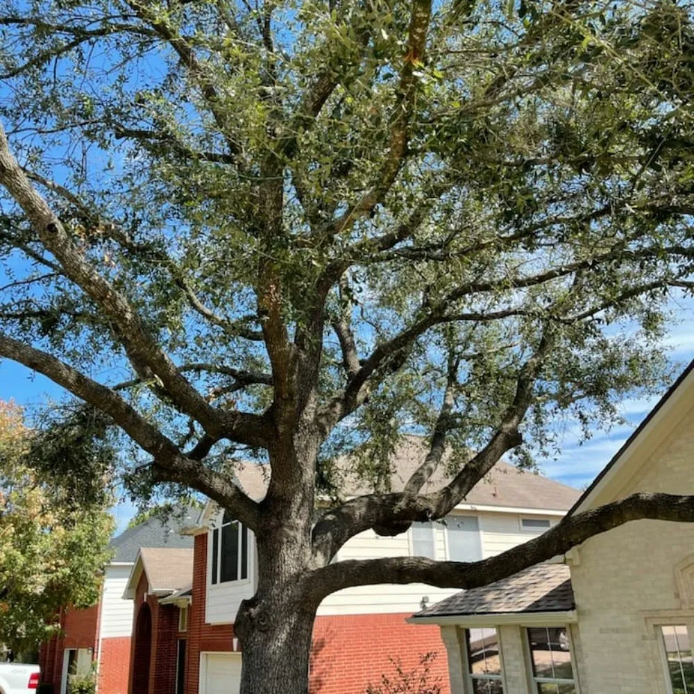 Affordable landscaping services for homes across Round Rock, TX - Casanova's Trees Service