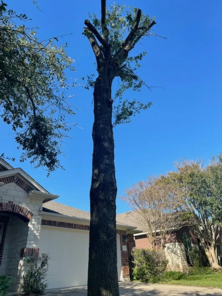 Professional landscape design for homes across Round Rock, TX - Casanova's Trees Service