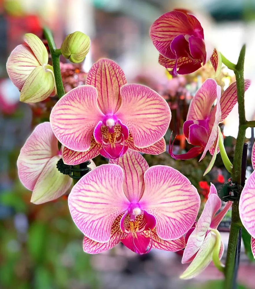 Custom yard cleanup service for residential properties across Miami, FL - Casaplanta Garden Center