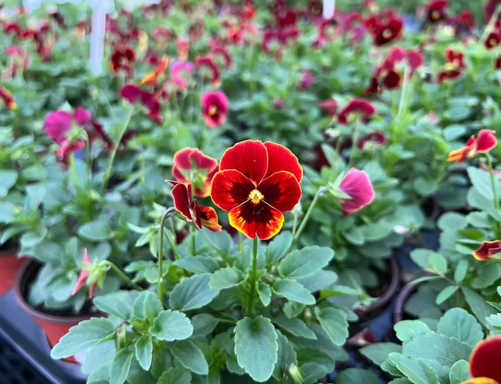 Reliable yard cleanup service experts serving Miami, FL - Casaplanta Garden Center