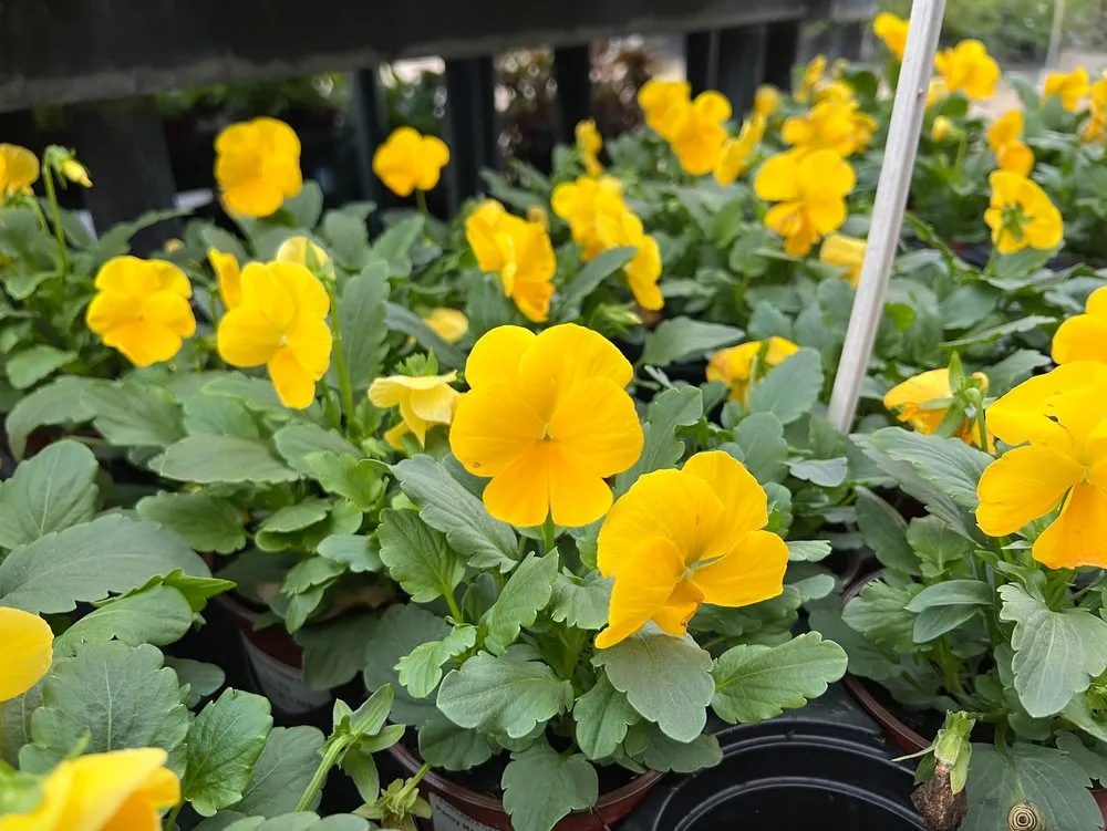 Expert outdoor landscaping in Miami, FL - Casaplanta Garden Center