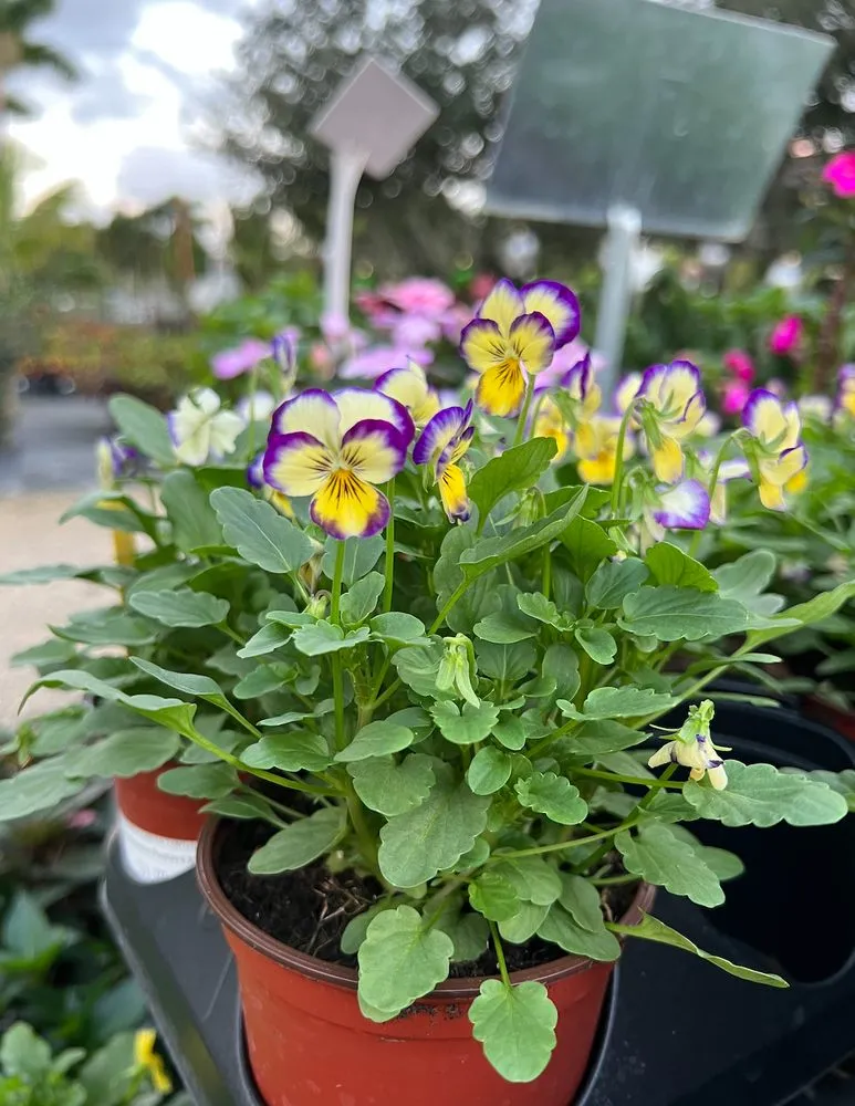 Professional landscape installation in Miami, FL by Casaplanta Garden Center