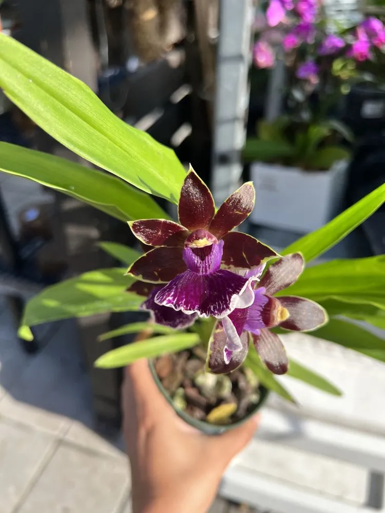 Trusted yard cleanup service experts serving Miami, FL - Casaplanta Garden Center