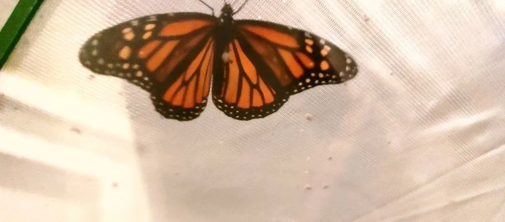 Expert lawn care service in Miami, FL - Casaplanta Garden Center