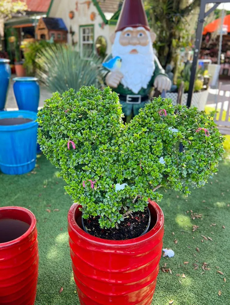 Top-rated yard cleanup service for beautiful yards across Miami, FL - Casaplanta Garden Center