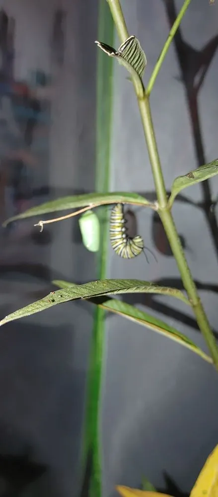 Expert yard maintenance experts serving Miami, FL - Casaplanta Garden Center