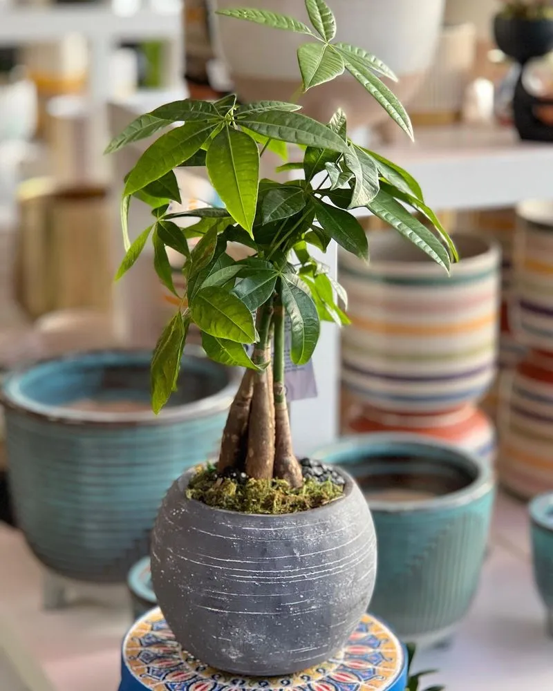 Affordable landscaping services experts serving Miami, FL - Casaplanta Garden Center