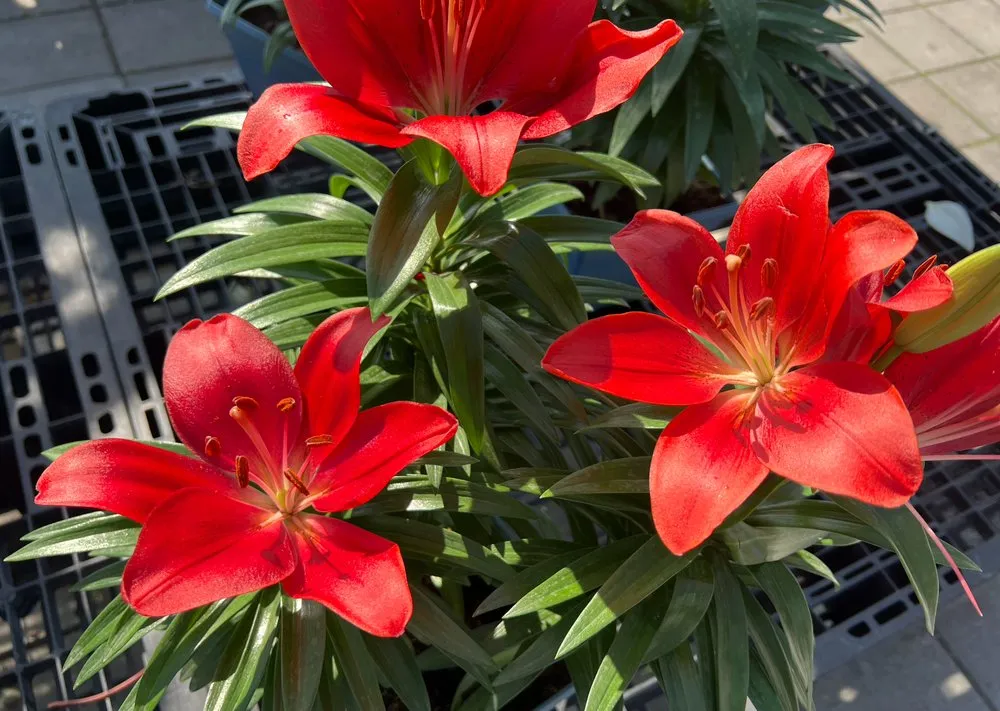 Expert yard maintenance for year-round maintenance in Miami, FL by Casaplanta Garden Center