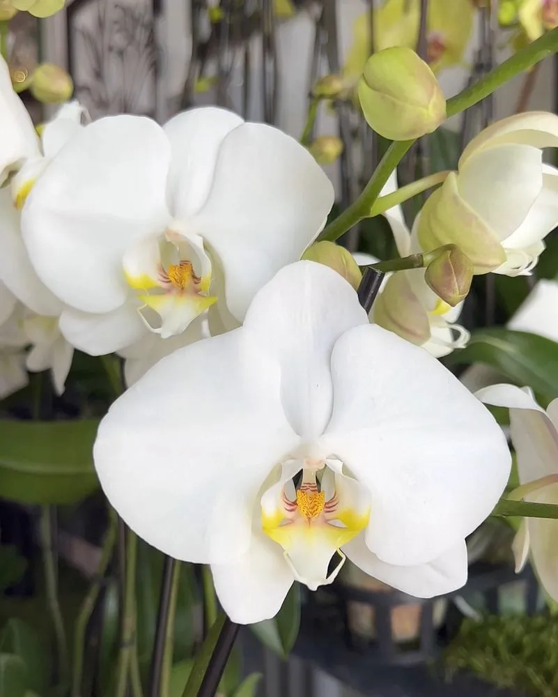 Reliable landscaping services in Miami, FL - Casaplanta Garden Center