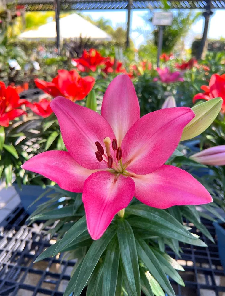 Professional lawn care service for beautiful yards across Miami, FL - Casaplanta Garden Center