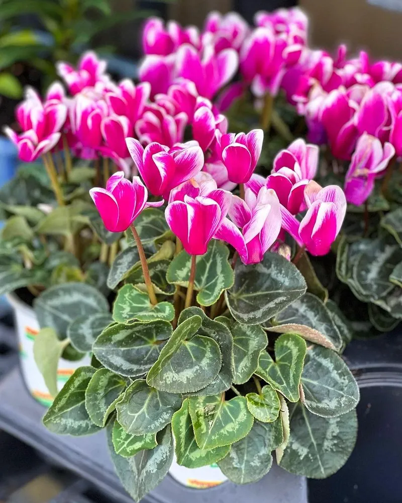 Local landscape installation experts serving Miami, FL - Casaplanta Garden Center