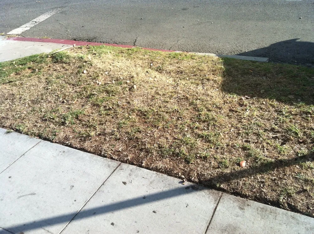 Custom lawn mowing service in Anaheim, CA by Casas Landscape