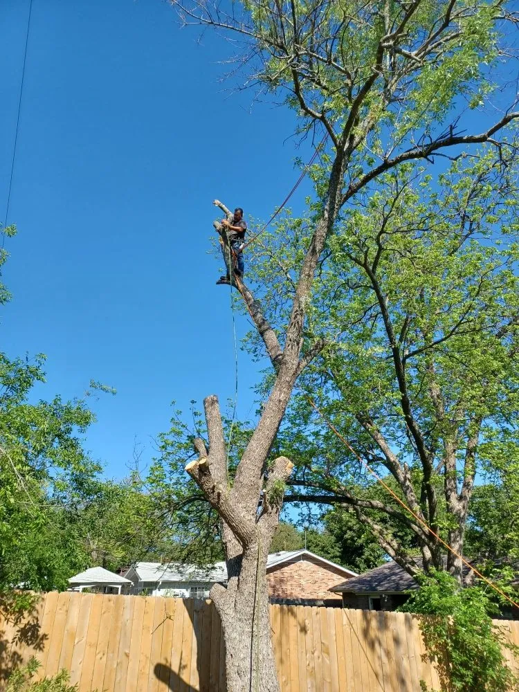 Top-rated lawn mowing service in San Antonio, TX - Casas Lawn Service