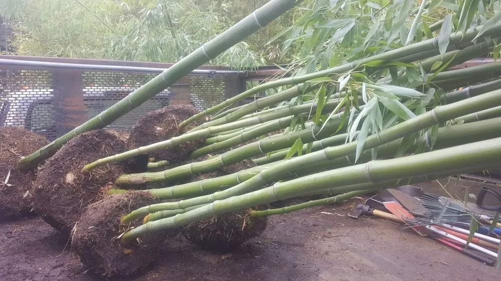 Local outdoor landscaping for outdoor upgrades across Seattle, WA - Cascade Gardens