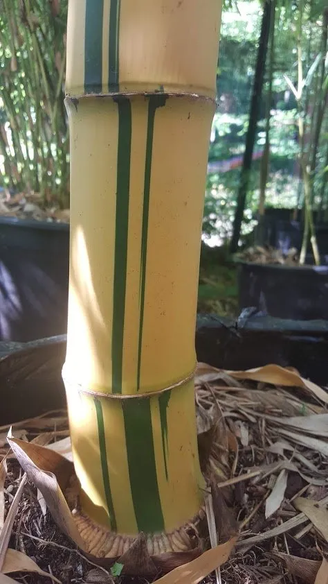 Professional yard maintenance in Seattle, WA by Cascade Gardens