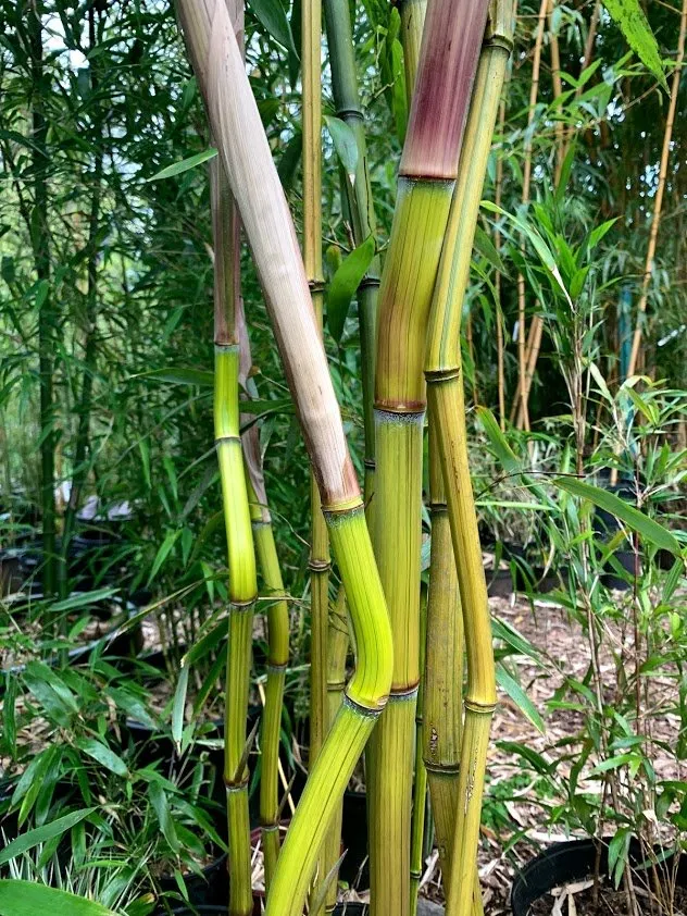 Top-rated yard cleanup service near you across Seattle, WA - Cascade Gardens