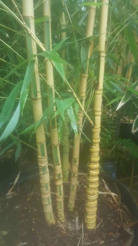 Reliable landscaping services with custom design across Seattle, WA - Cascade Gardens