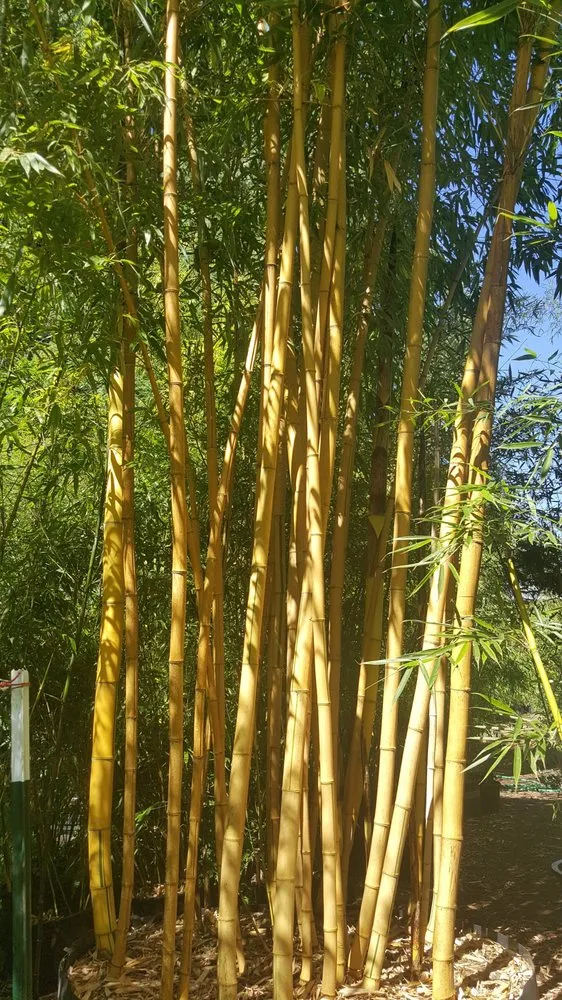 Custom yard maintenance for beautiful yards across Seattle, WA - Cascade Gardens