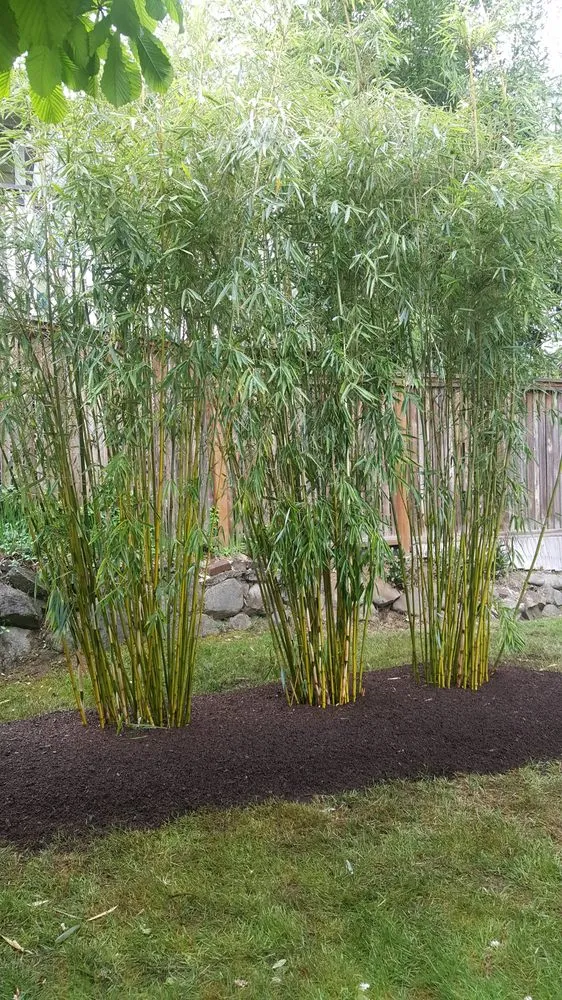 Reliable lawn mowing service experts serving Seattle, WA - Cascade Gardens