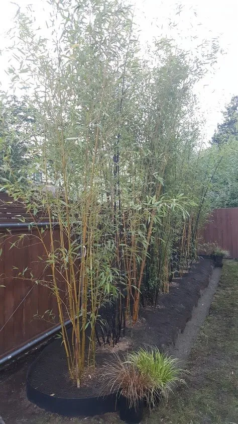 Trusted garden landscaping in Seattle, WA - Cascade Gardens