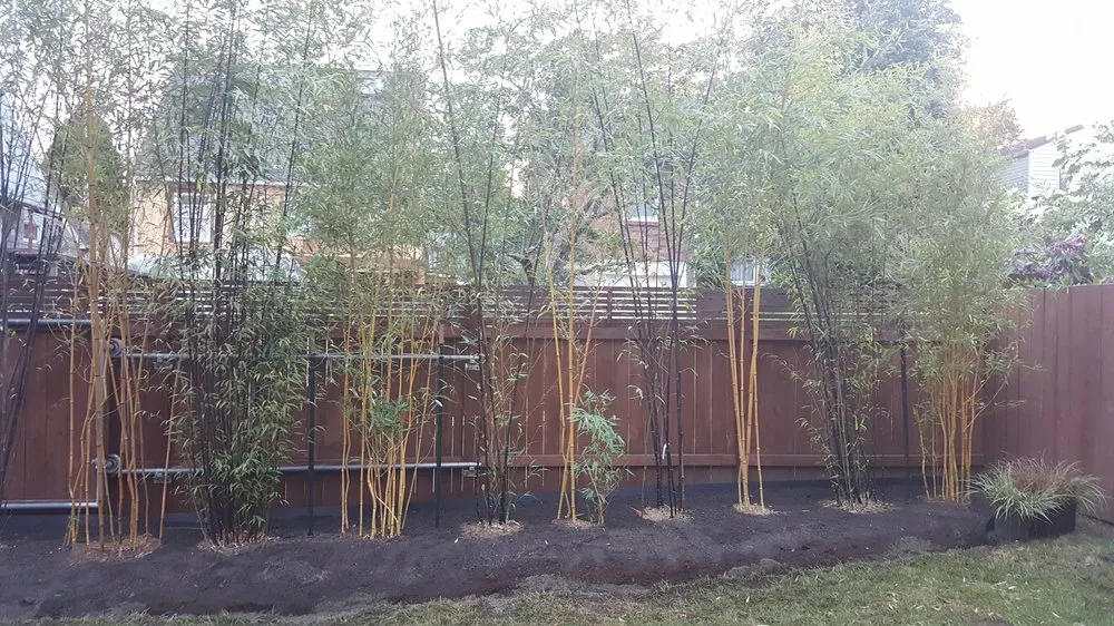 Reliable yard cleanup service in Seattle, WA by Cascade Gardens