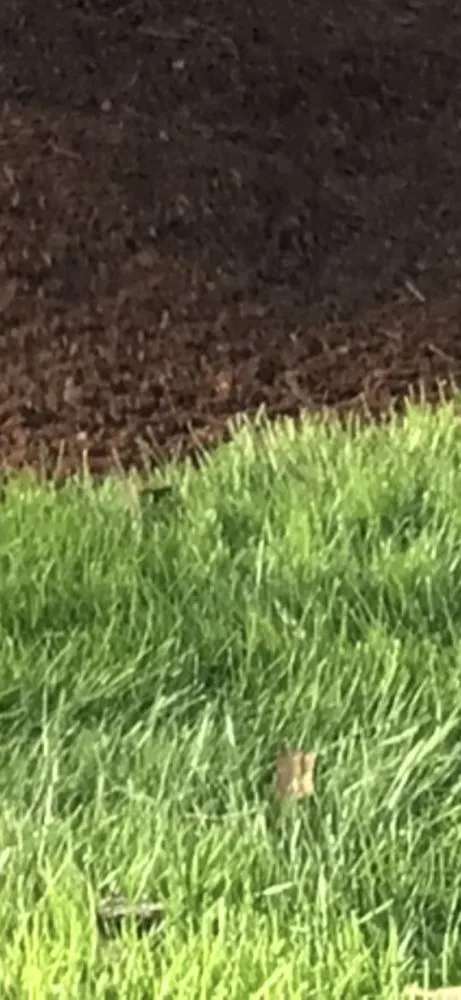 Top-rated yard maintenance for residential properties across Cascade Locks, OR - Cascade Land and Tree