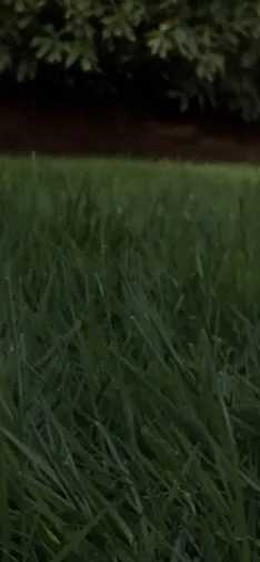 Custom yard maintenance in Cascade Locks, OR by Cascade Land and Tree